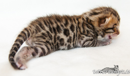 Bengal Kitten roesetted